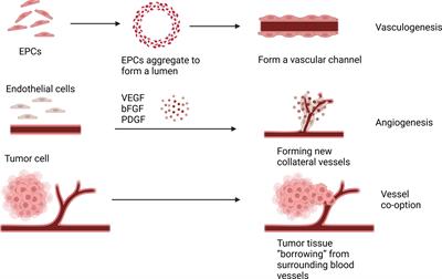 Therapeutic potential of vasculogenic mimicry in urological tumors